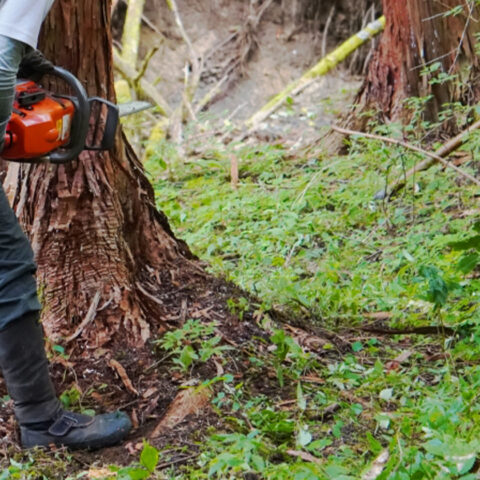 伐採・伐根